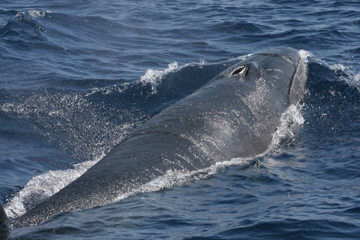 fin whale - wwet